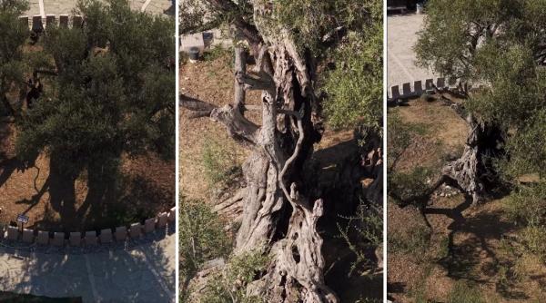 povestea maslinului vechi de 2 250 de ani salvat dupa multe eforturi ale unei mici comunitati din muntenegru este o mare onoare