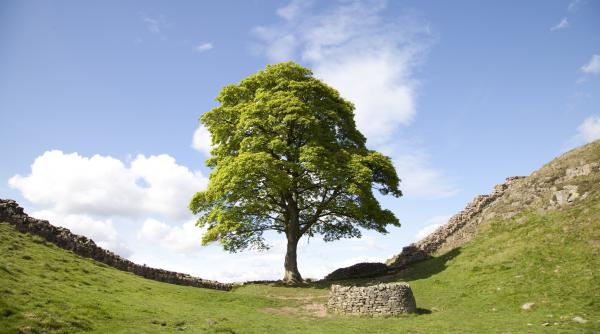 un lastar al celebrului arbore sycamore gap a fost furat de pe domeniul unui castel la doar cateva luni dupa ce a fost plantat