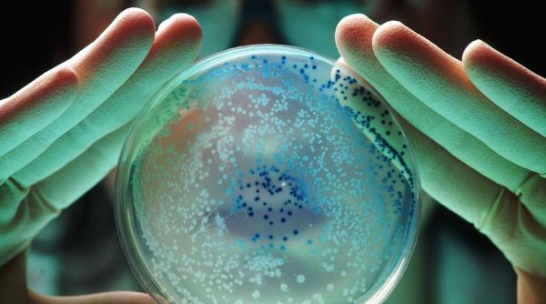 spudcell cea mai impresionanta realizare de pana acum din bioinginerie a fost creata de om in laborator si se reproduce