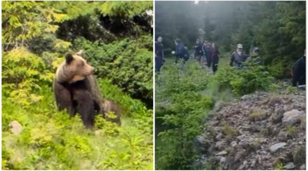 37 de turisti polonezi au fost coborati de pe munte de jandarmi dupa aparitia unei ursoaice cu un pui pe traseu