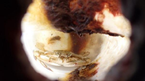 cercetatorii au gasit o sticla de plastic plutind in ocean si au fost uimiti sa vada o creatura marina traind in interiorul ei