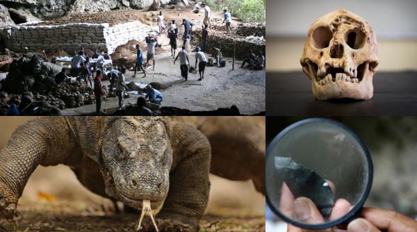 stramosi preistorici ai oamenilor asemanatori hobbitilor din stapanul inelelor au supravietuit cu resturi de la dragonii de komodo