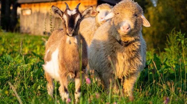 carantina nationala de 30 de zile in romania pentru ovine si caprine ansvsa instituie restrictii radicale de astazi