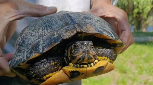 oamenii si au abandonat testoasele de florida in parcul natural lunca muresului si au starnit ingrijorare risca amenzi si de 50000 lei