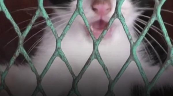 Sute de animale salvate după cutremurele din Venezuela își caută stăpâni