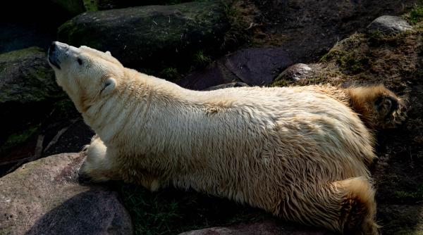 a murit larissa cea mai batrana femela de urs polar din lume