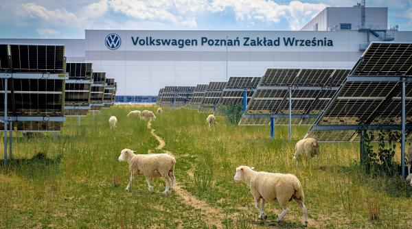 volkswagen a inlocuit masinile de tuns iarba cu 100 de oi la fabrica din polonia acestea fac minuni
