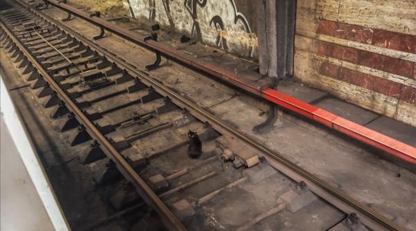 o pisica neagra filmata pe sinele de la metrou la titan ce spun asociatiile care au preluat cazul