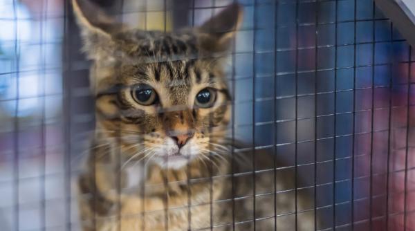 peste 120 de pisici au fost salvate din doua locuinte din bucuresti animalele erau tinute in conditii precare