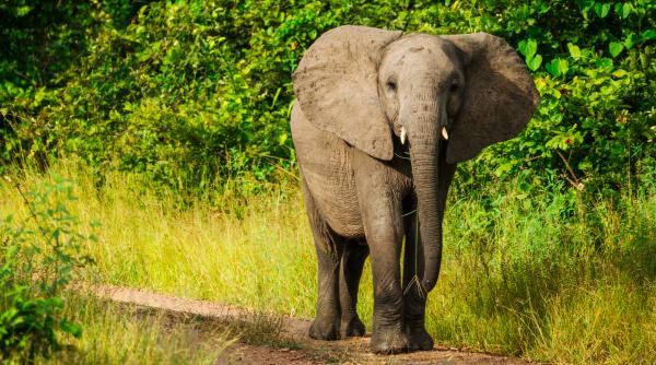 in 2023 cercetatorii au montat un colier gps pe un tanar elefant din zambia dupa doi ani traversase deja 4 tari prin inima africii