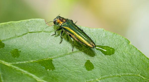 o insecta care a distrus padurile de frasin in america de nord a fost gasita in premiera in ue langa romania ce este gandacul smarald