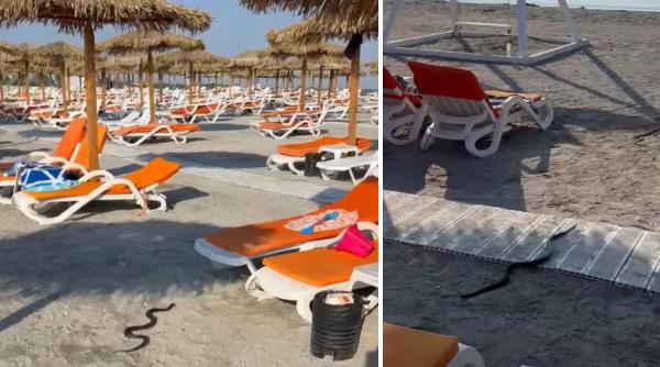 un sarpe de 1 5 metri a aparut printre sezlonguri pe plaja din statiunea venus turistii panicati au sunat la 112