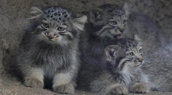Creaturi pufoase din preistorie: pui de manul s-au născut la un zoo din Japonia. Felina arată la fel de 6 milioane de ani
