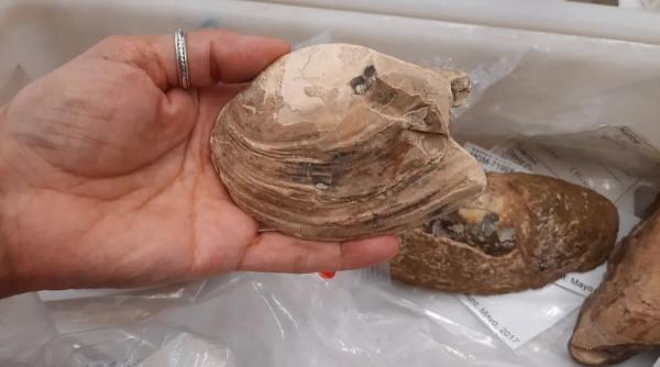oamenii de stiinta au descoperit o fosila de scoica veche de 125 de milioane de ani in interiorul careia au fost gasiti pui fosilizati