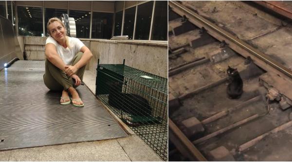 pisicul de la metroul titan a fost salvat dupa patru ani printre sine acum il cheama misu si are deja un stapan care il asteapta