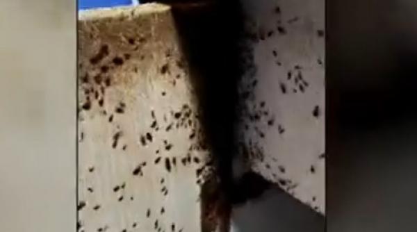 invazie de plosnite in mai multe blocuri din capitala oamenii arunca mobila sau chiar isi vand apartamentele din cauza insectelor