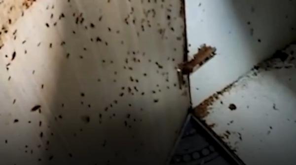 Invazie de ploșnițe în mai multe blocuri din Capitală. Oamenii aruncă mobila sau chiar își vând apartamentele din cauza insectelor
