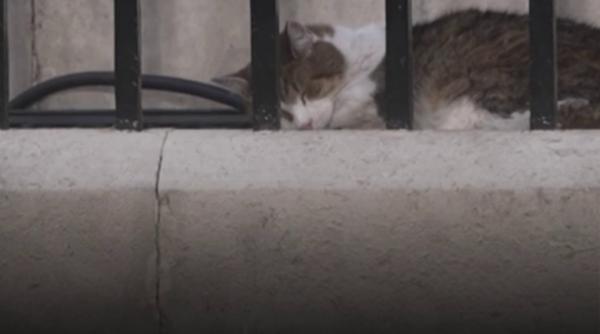 Larry, celebrul motan de la Downing Street, își așteaptă al șaptelea premier 