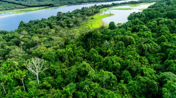 mafia aurului transforma amazonul intr un desert complet buncare tuneluri si mine ilegale au fost descoperite in inima junglei