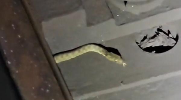 dupa pisici au aparut si serpi la metrou o reptila a fost filmata intre statiile mihai bravu si timpuri noi