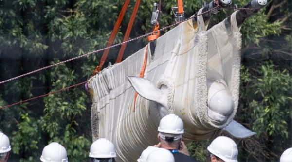 a inceput operatiunea de salvare a 30 de balene beluga abandonate intr un parc acvatic din canada dupa ce a fost inchis