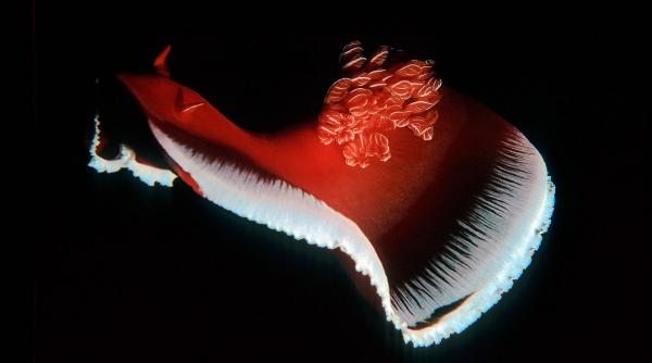 creatura superba din ocean surprinsa extrem de rar pare ca danseaza in adancuri si i a fascinat pe biologii marini