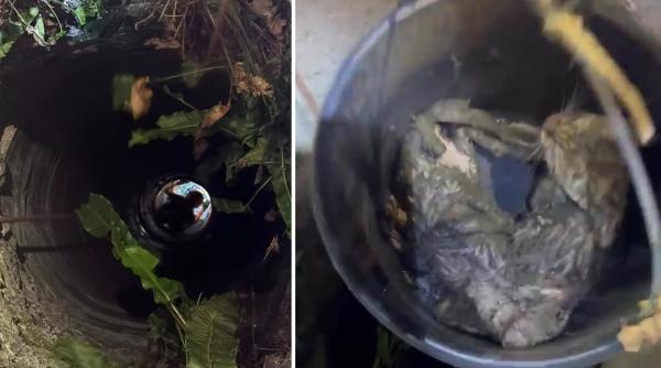 doi pui de pisica au fost salvati de pompieri dintr o fantana de 13 metri din judetul bihor interventia speciala a fost filmata
