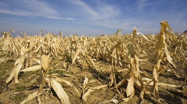 pretul alimentelor ar putea creste in europa dupa ce caldura extrema a distrus 9 milioane de tone de cereale
