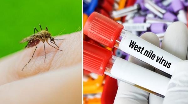alerta in europa 21 de cazuri de infectie cu west nile in grecia pe masura ce virusul se raspandeste pe continent