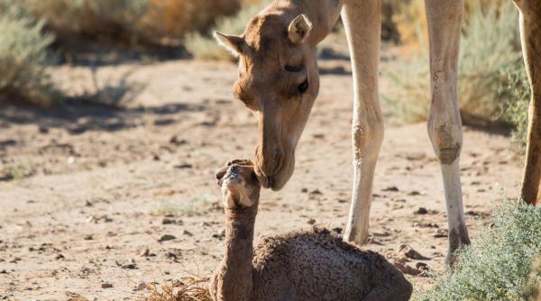 camilele din africa si puii lor mor din cauza caldurii extreme temperaturile record ameninta corabiile desertului