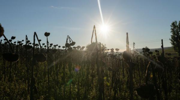 europa se usuca dupa temperaturile de cosmar care evapora apa din sol romania pierde un milion de hectare de culturi agricole
