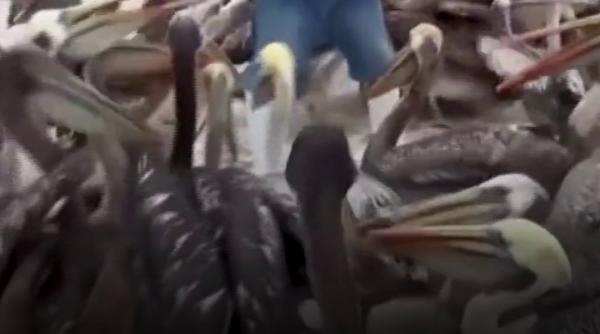 Invazie de pelicani în Peru: păsările flămânde ajung printre oameni, după ce El Niño le-a afectat ecosistemul 