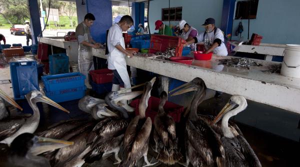 reuters in peru pelicanii infometati semnaleaza riscuri economice majore din cauza fenomenului el nino