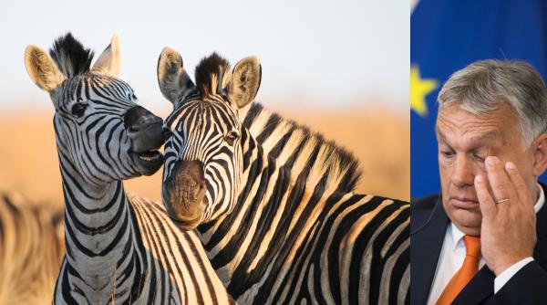 guvernul ungariei a deschis o ancheta pentru a afla ce s a intamplat cu zebrele care se plimbau pe langa vila tatalui lui orban