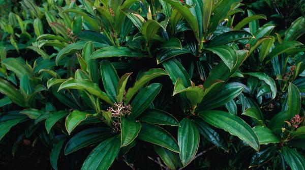 in 1937 o gradina botanica din tahiti a plantat un pom azi produce 8 9 milioane de seminte si pune in pericol padurile tropicale