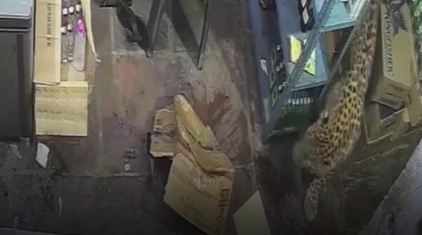 Momentul în care un leopard intră într-un magazin de băuturi alcoolice și atacă vânzătorul. Cinci ore a durat capturarea lui