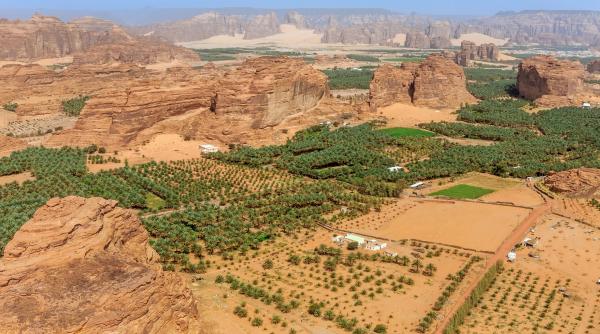 arabia saudita a plantat 159 de milioane de copaci si a restaurat un milion de hectare de teren degradat in mai putin de cinci ani