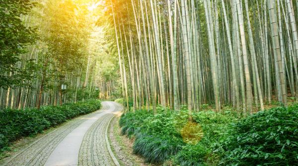 china planuieste sa intareasca marele zid verde folosind planta cu cea mai rapida crestere bambusul