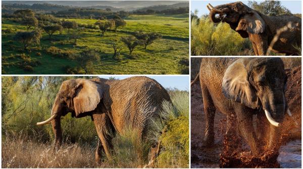 dupa 40 de ani de munca ultimul elefant de circ din portugalia se poate zbengui in voie la pensie intr un sanctuar de 1 000 de acri