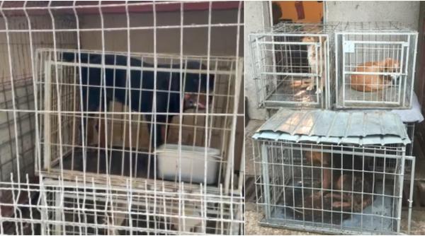 imagini socante la un adapost din constanta caini tinuti in custi de transport in care nu se pot misca