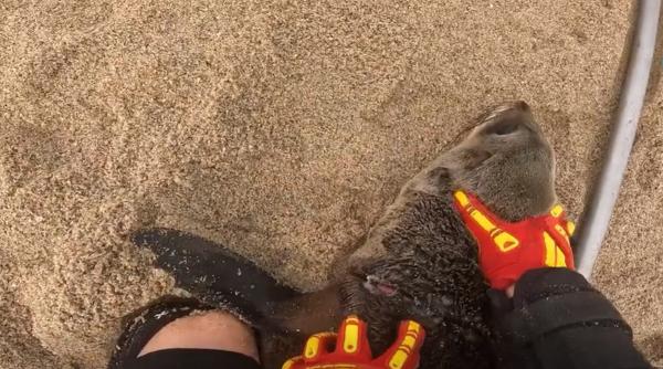 moment emotionant in namibia un pui de foca a cerut ajutorul salvatorilor parea sa stie exact cine suntem