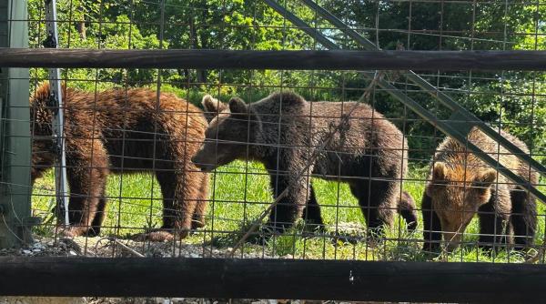patru ursi vor fi transferati de la sanctuarul de la zarnesti intr un parc natural din franta