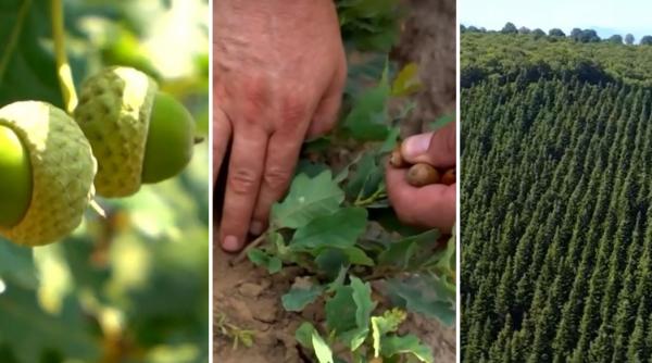 cum arata fabrica de paduri drumul de la ghinda si samanta de con pana la plamanul verde al romaniei