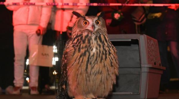 e ca intr un basm documentarul despre povestea neobisnuita a bufnitei flaco care a evadat de la gradina zoologica