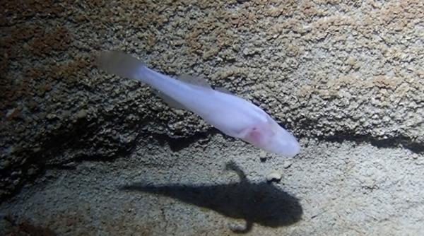 pestele demon de pestera ar putea fi printre cei mai rari din lume nu are ochi si este translucid