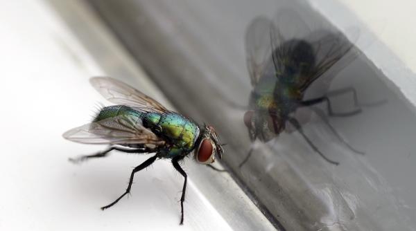 cum sa scapi de mustele din casa fara insecticide solutii simple si naturale pe care le poti incerca vara