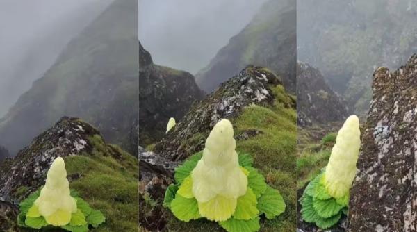 este mai inalta decat un om si infloreste o data in viata cea mai ciudata si mai rara floare himalayana care sfideaza natura