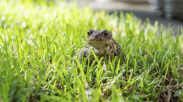 o femeie a gasit o broasca raioasa in salata cumparata din magazin ecologistii italieni s au dus la ea acasa ca sa salveze animalul