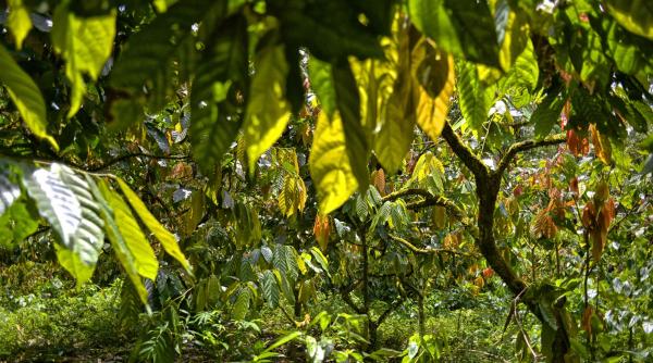 tara in care cultivatorii de cacao risca pana la 20 de ani de inchisoare daca isi lucreaza terenul agricol in alte scopuri