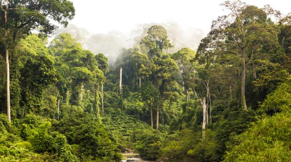 arborii uriasi din borneo sfideaza gravitatia o descoperire noua rastoarna teoria despre cei mai inalti copaci cu flori din lume